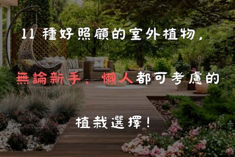 易種室外植物|11 種好照顧的室外植物，無論新手、懶人都可考慮的。